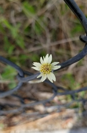 Tridax procumbens