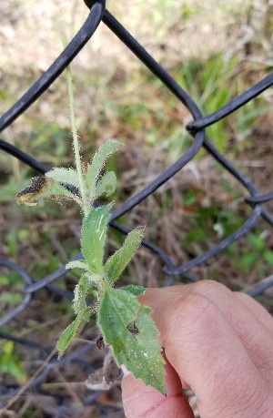 Tridax procumbens