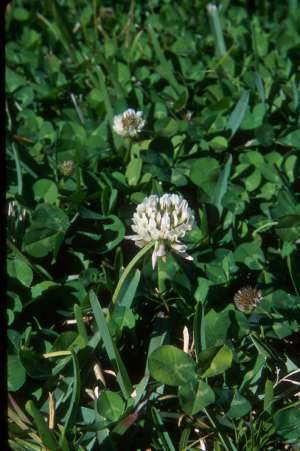 Trifolium repens