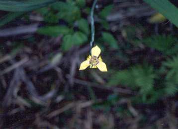 Trimezia steyermarkii