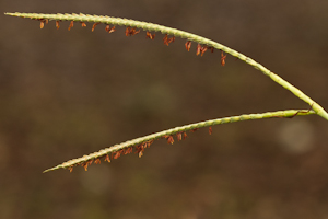 Tripsacum dactyloides