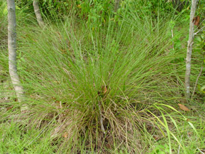 Tripsacum floridanum