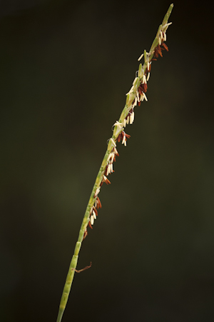 Tripsacum floridanum