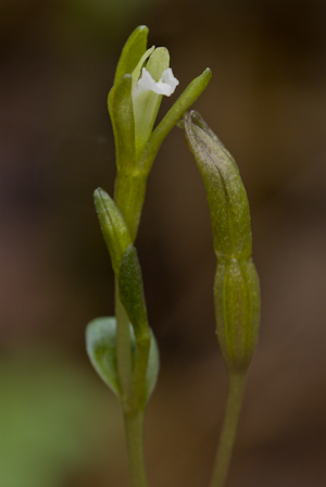 Triphora gentianoides