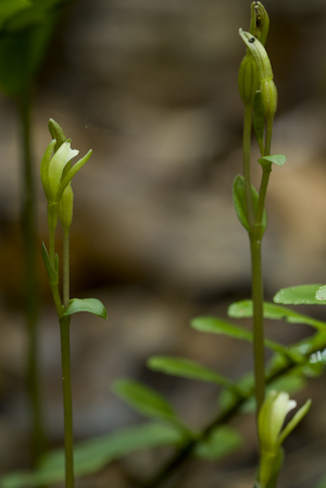 Triphora gentianoides