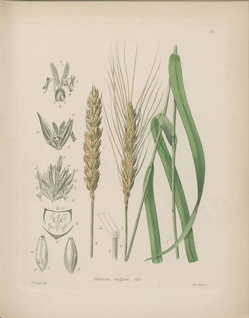 Triticum aestivum