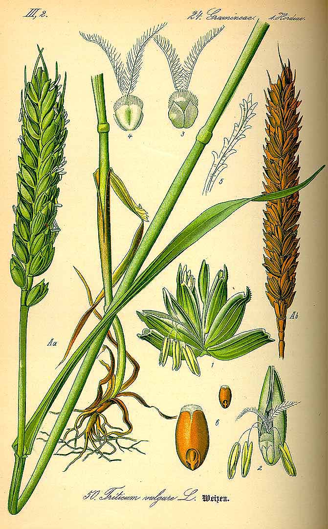 Triticum aestivum