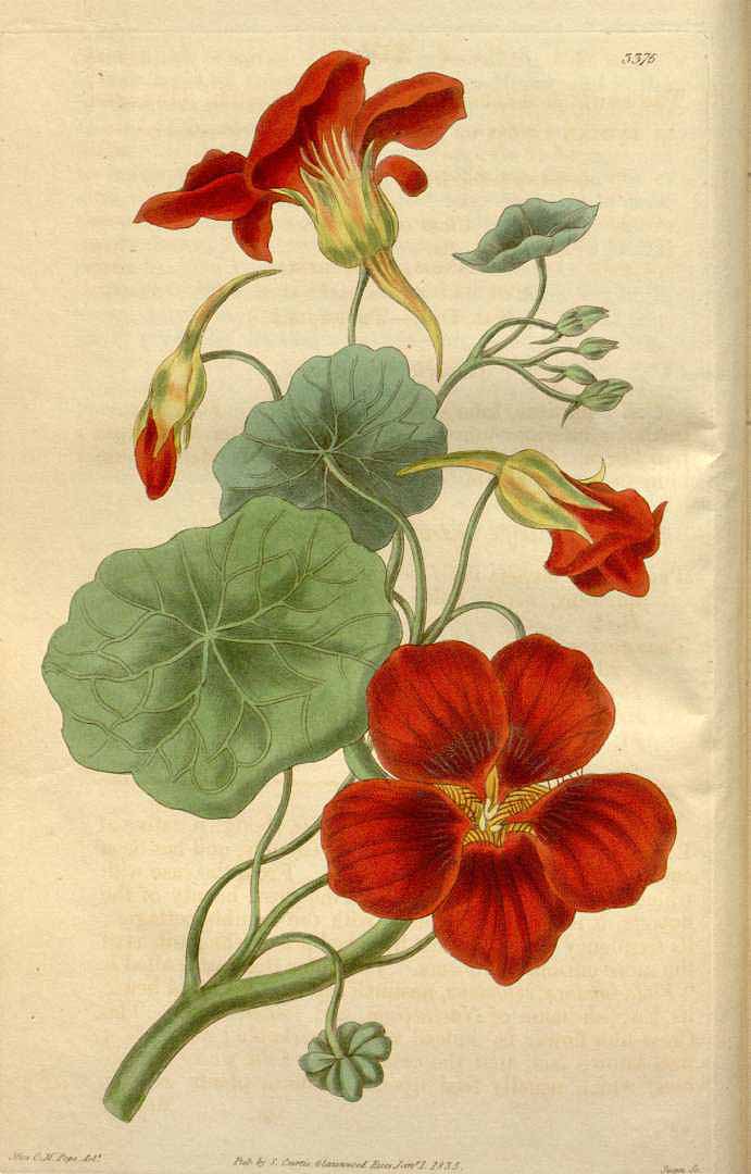 Tropaeolum majus