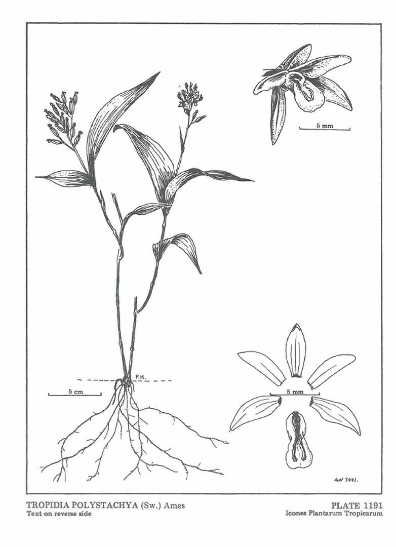 Tropidia polystachya