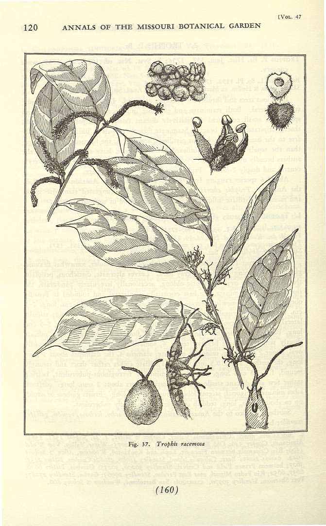 Trophis racemosa