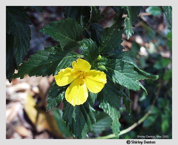 Turnera ulmifolia