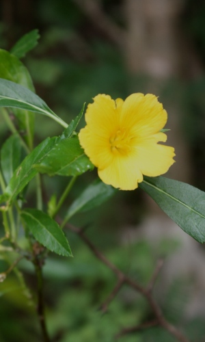 Turnera ulmifolia