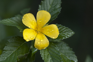 Turnera ulmifolia