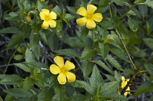 Turnera ulmifolia