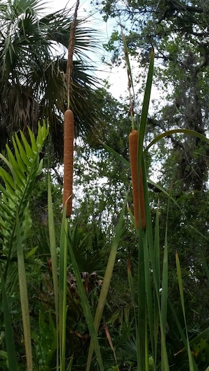 Typha domingensis