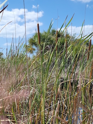 Typha domingensis