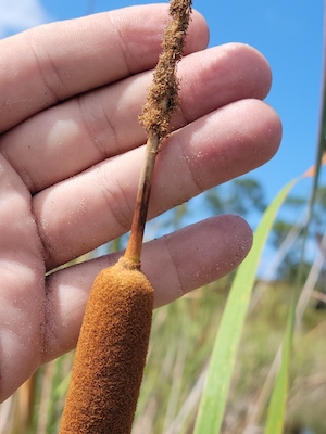 Typha domingensis