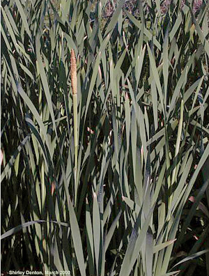 Typha latifolia