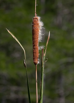 Typha latifolia