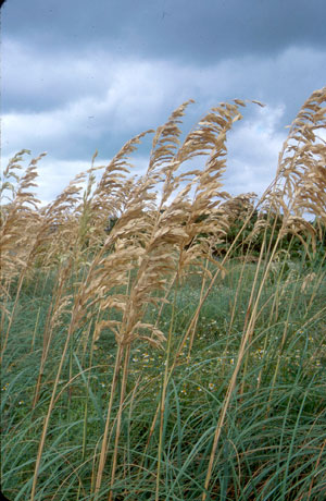 Uniola paniculata