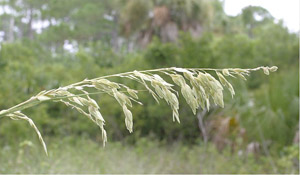 Uniola paniculata