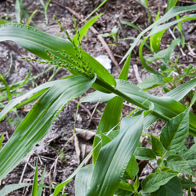 Urochloa adspersa