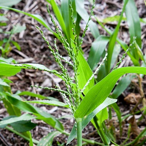 Urochloa adspersa