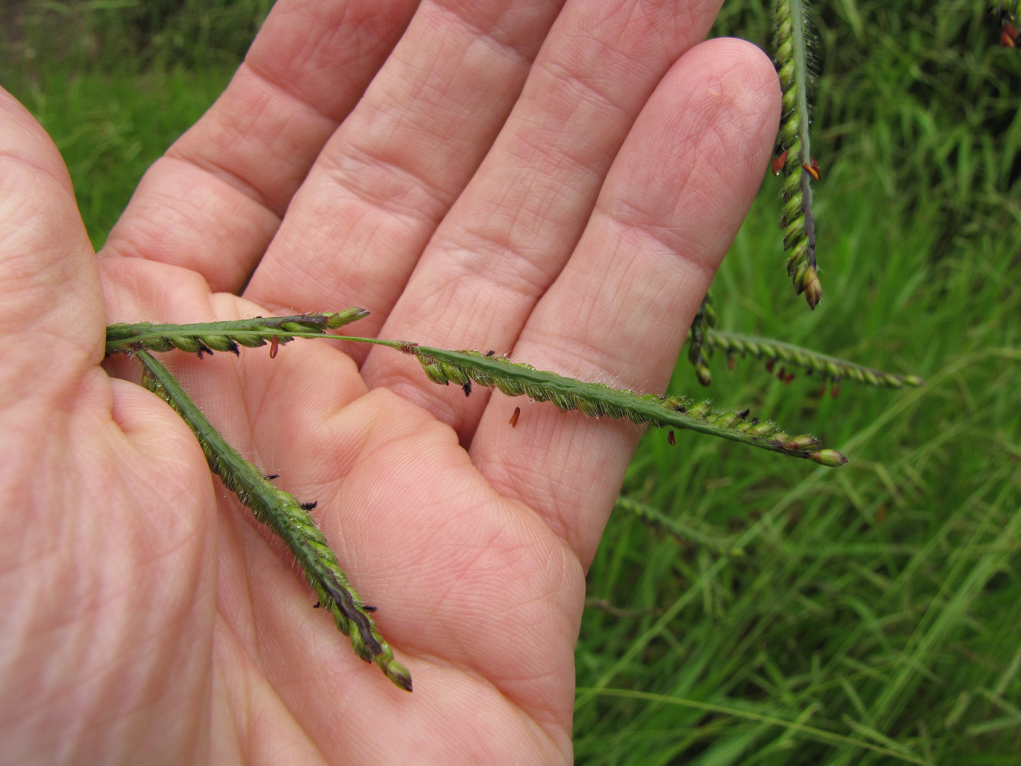 Urochloa decumbens