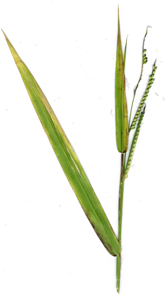 Urochloa decumbens