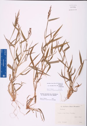 Urochloa fusca