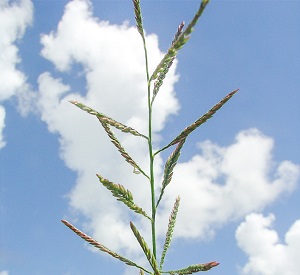 Urochloa mutica