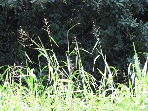 Urochloa mutica