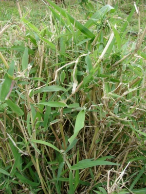 Urochloa mutica