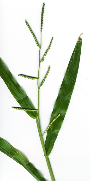 Urochloa plantaginea