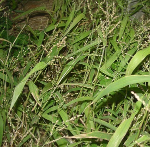 Urochloa ramosa