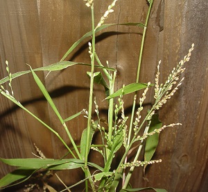 Urochloa ramosa