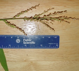 Urochloa ramosa