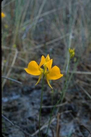 Utricularia cornuta