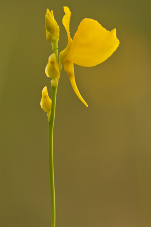 Utricularia cornuta