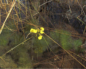 Utricularia foliosa