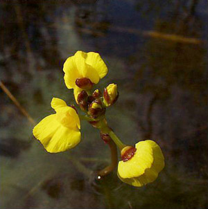 Utricularia foliosa