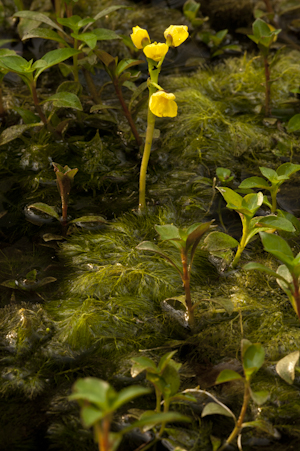 Utricularia foliosa