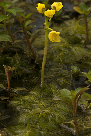 Utricularia foliosa