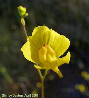 Utricularia gibba