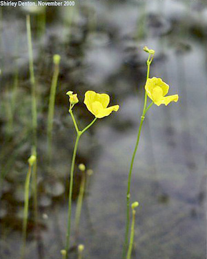 Utricularia gibba