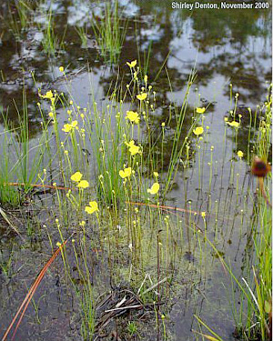 Utricularia gibba