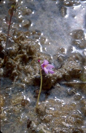 Utricularia purpurea