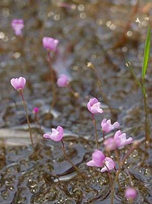 Utricularia purpurea