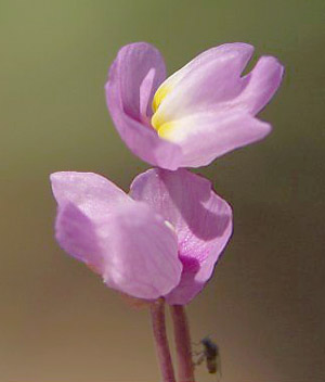 Utricularia purpurea