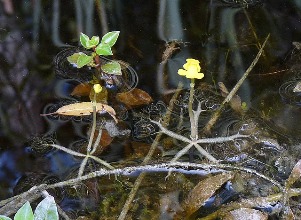 Utricularia radiata